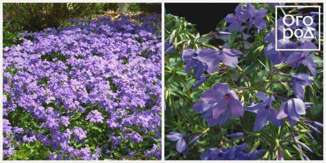 Phlox stolonifera Шервудский пурпурный (Phlox stolonifera Sherwood Purple)
