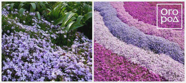 Phlox subulata