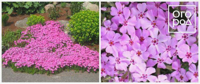 Phlox subulata Bonita