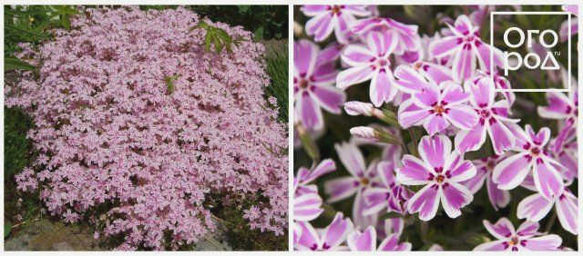 Phlox subulata Candy Stripes