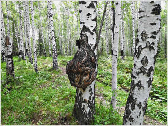 Береза