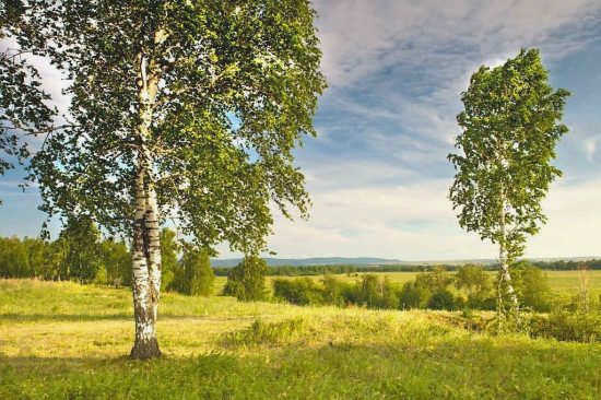 Береза