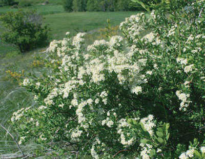Spiraea crenata