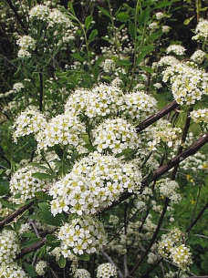 Spiraea crenata