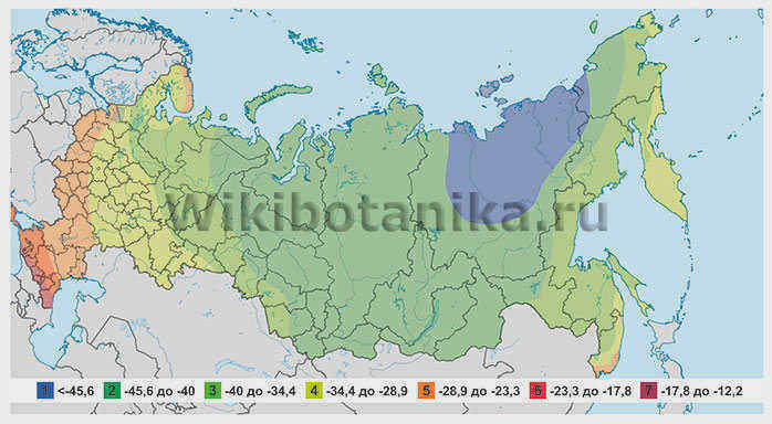 WikiBotanika.ru