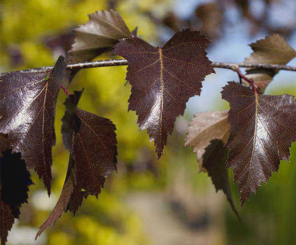 Betula pendula Purpurea. Фото с сайта mosgazon.ru