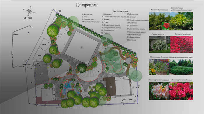 Дендроплан