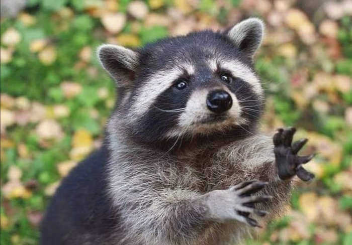 Raccoon Camping Survival Guide Енот, Походы, Юмор, Дикая природа, Лонгпост, Повтор, Из сети