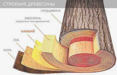 Микроструктура древесины