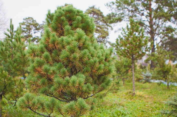 Можжевельник скайрокет