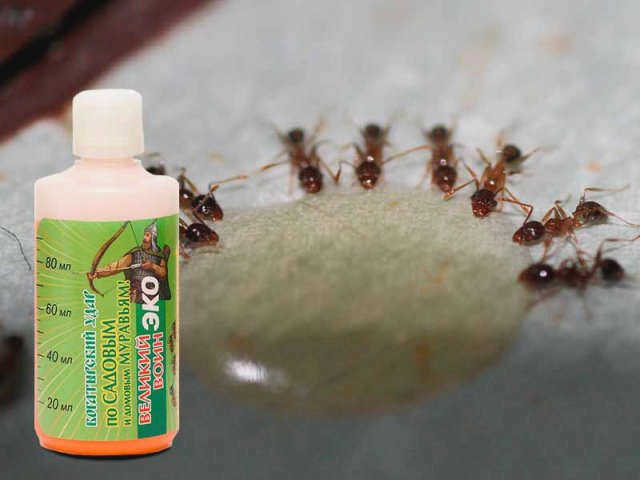 Инсектицид Great warrior ecosyrup для муравьев