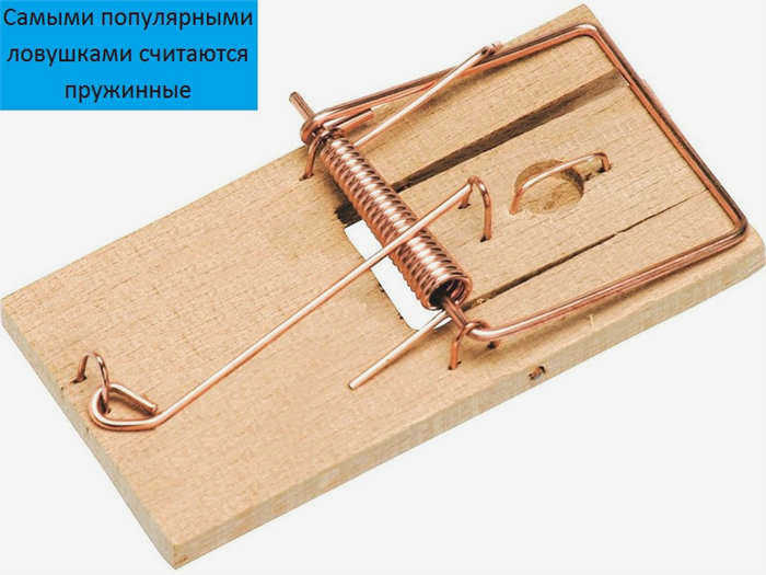 Как использовать, монтировать и оборудовать мышеловку?