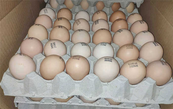 Инкубационные яйца Кобб 500