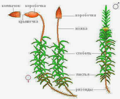 Подразделение мхов Общая характеристика и значение