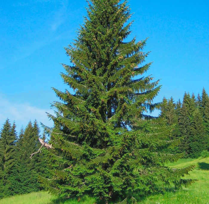 Ель