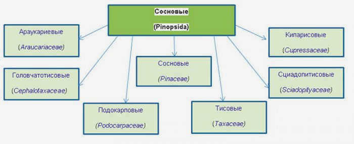 Карликовая горная сосна