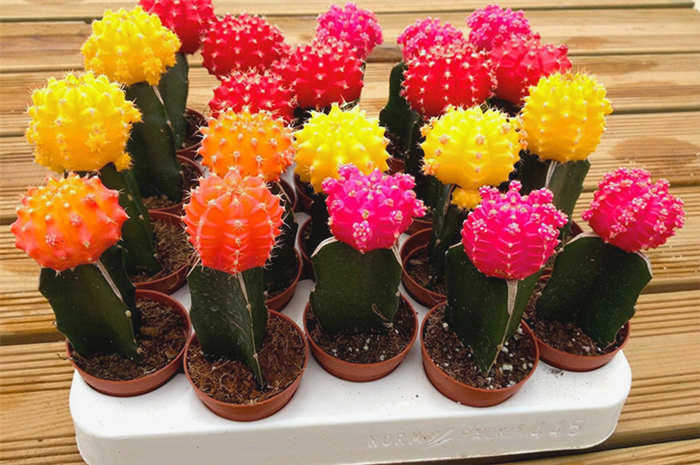 Gymnocalycium