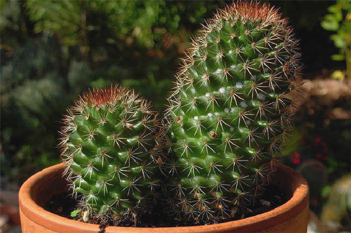 I love cactus.ru