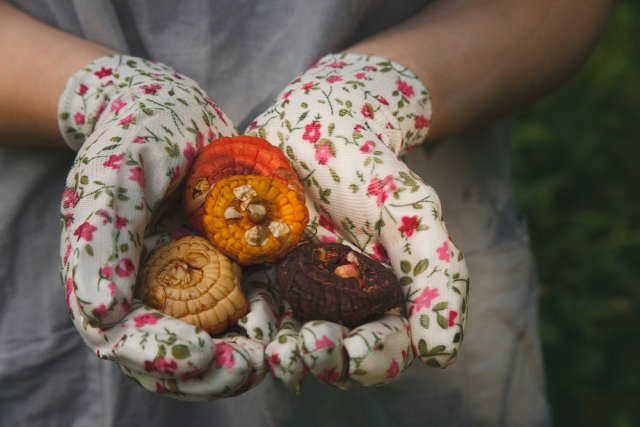 Луковицы мечехвоста с ростками