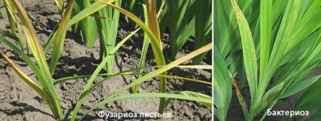 Болезни гладиолуса