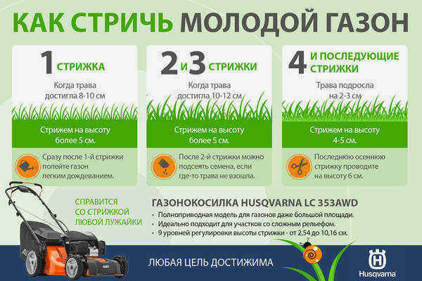 Стрижка газонов из семян в первый год
