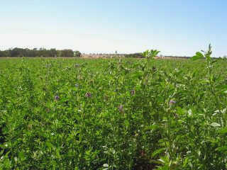 Люцерна (Medicago sativa)