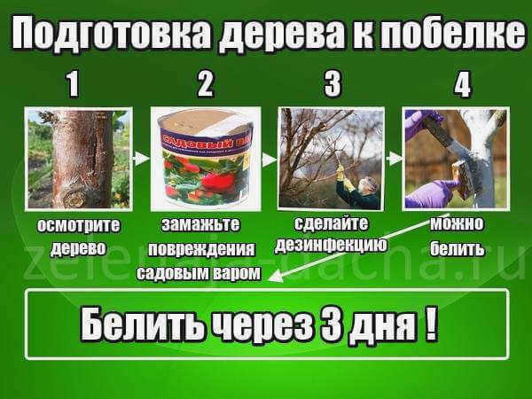 методика подготовки сада к отбеливанию известью