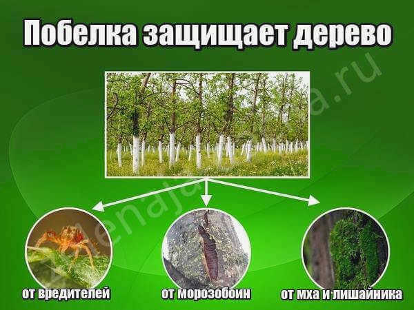зачем белить деревья
