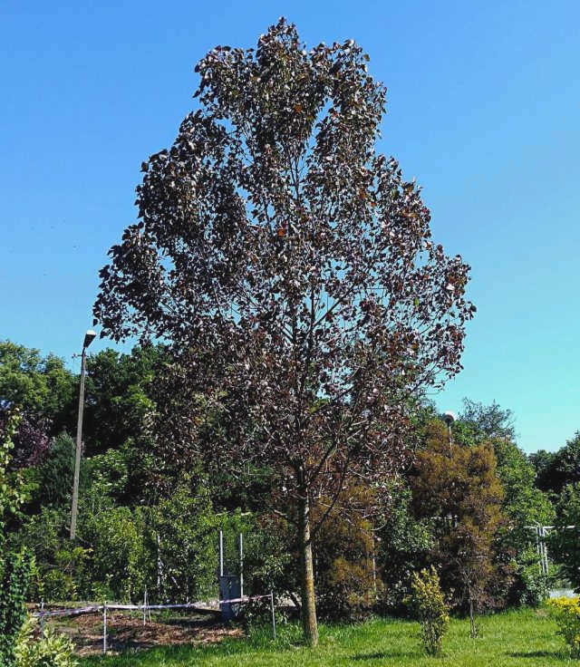 Populus deltoides, культивар 'Purple Tower'