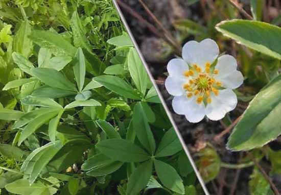 lapchatka-belaja-poleznye-svojstva-i-protoplkazanija