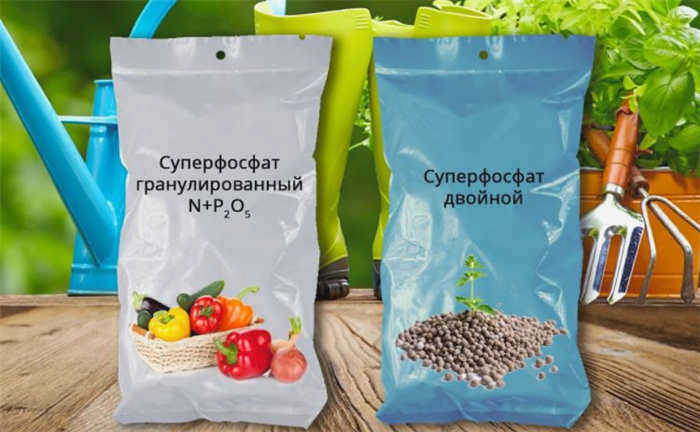 Нана Пурпуреа