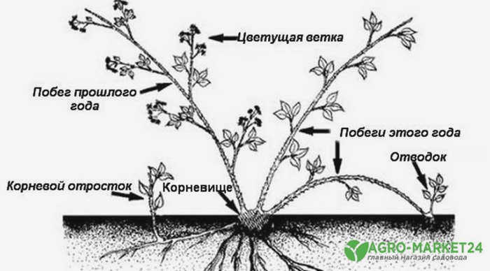 эхемалина4-мин.jpg