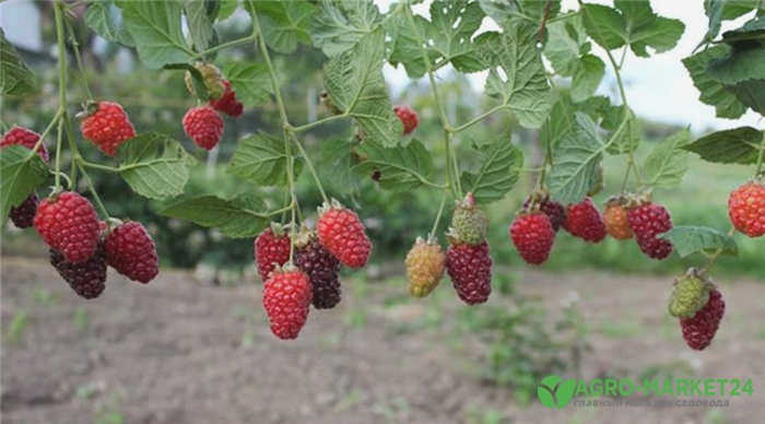 ehemaline2-min.jpg
