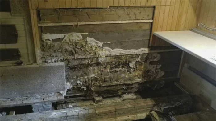 Грибок в сауне