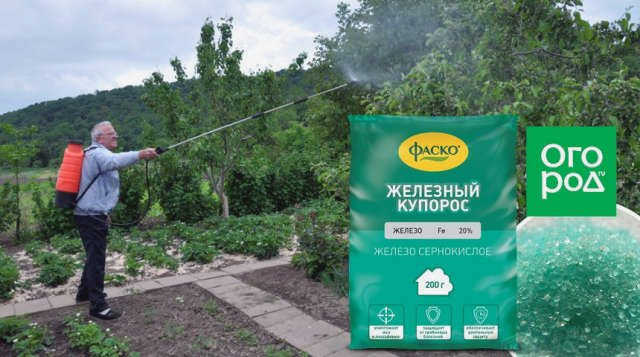 Какой купорос лучше: медный или железный?