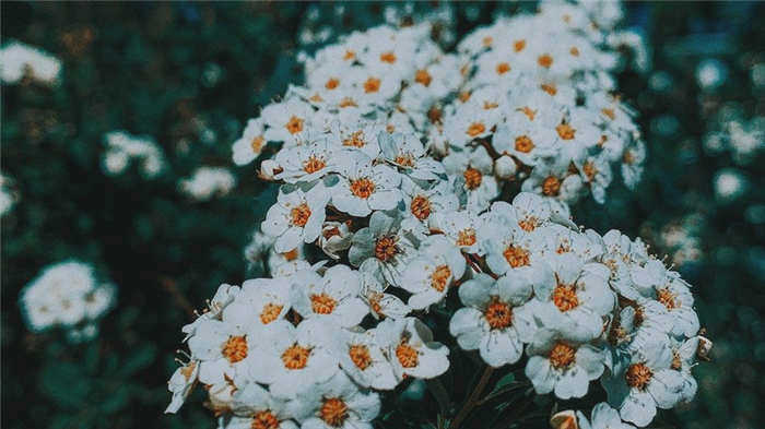 Неприхотливые кустарники для клумб: 24 вида, которые цветут все лето (121 фото)