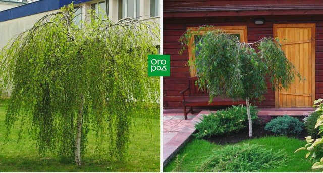 Береза Юнги