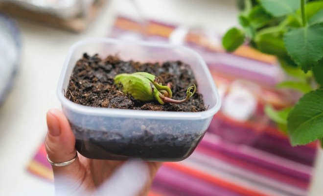 Китайская роза в домашних условиях