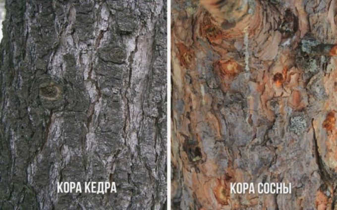 Дифференциация коры