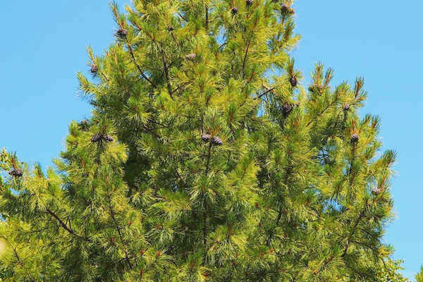 Кедровое дерево (лат. Cedrus)