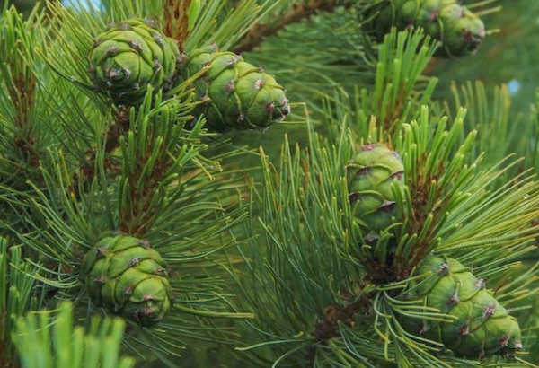 Кедровое дерево (лат. Cedrus)