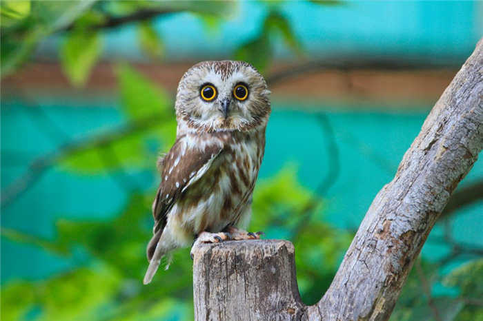 Фото: Erica Ruth Neubauer{shutterstock}.