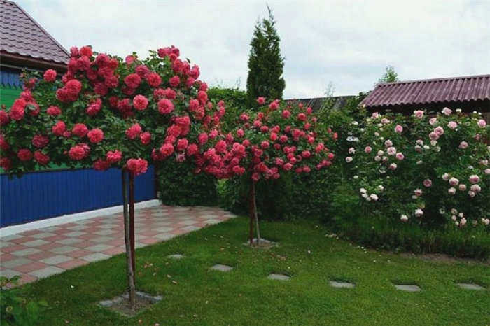 роза