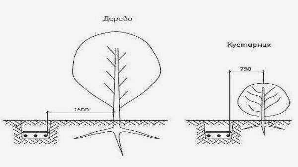 Если есть более крупные растения, их следует избегать.