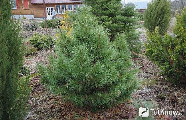 На фотографии представлен сорт Plantation