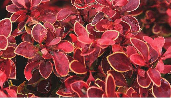Berberis thunberga Admiration