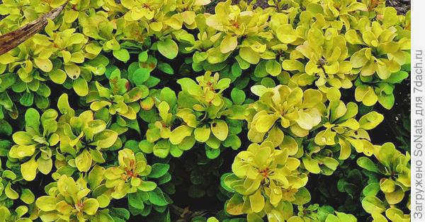 Berberis Thunberga Bonanza Gold