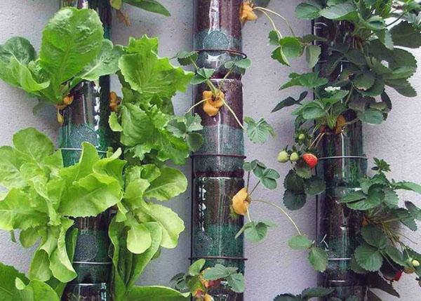 теплица из пластиковых бутылок, фото с сайта parkdoma.ru