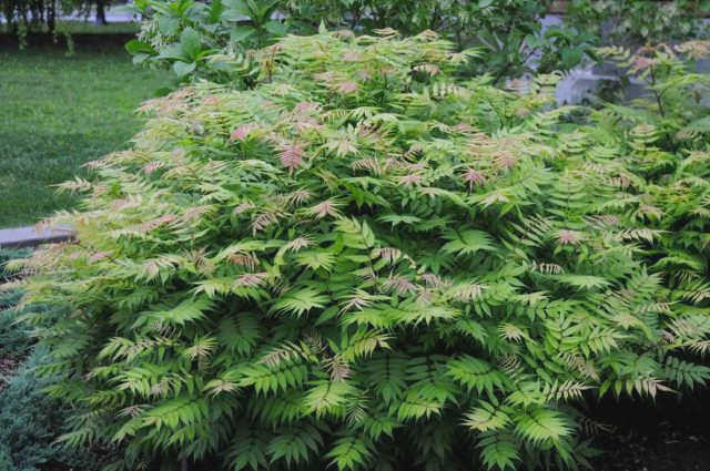 Sorbaria sorbifolia, культивар 'Sam' (Sem)